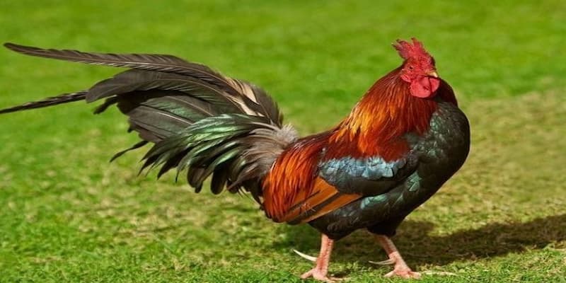 Giải đáp chi tiết về giấc mơ thấy gà đánh con gì cho newbie