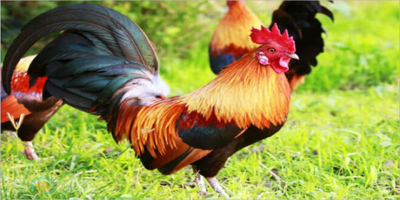 Mơ thấy gà trống đánh con gì