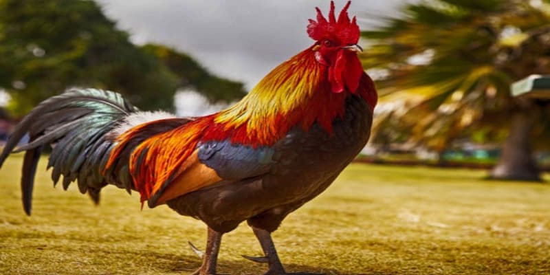 Ý nghĩa tổng quan của giấc mơ thấy gà đánh con gì